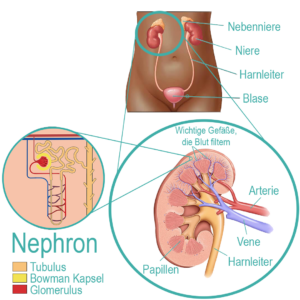 Die Nieren, Nebennieren Harnleiter und Blase